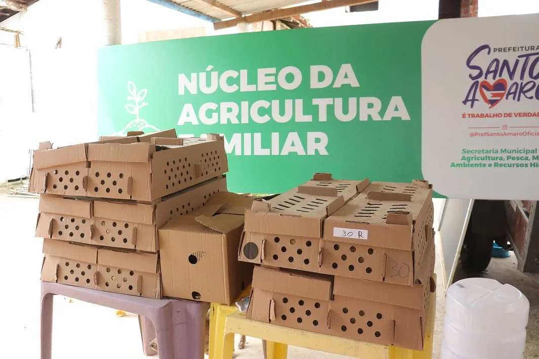 Prefeitura De Santo Amaro Realiza Entrega De Kits Produtivos De Galinha