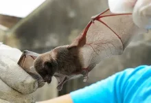 Dois novos casos de raiva em morcegos são registrados em Feira de Santana.Foto: Reprodução