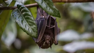 Cinco casos de raiva em morcego foram registrados em Feira de Santana — Foto: Marcos Paiva