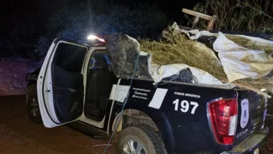 Operação policial destrói 2 mil pés de maconha
