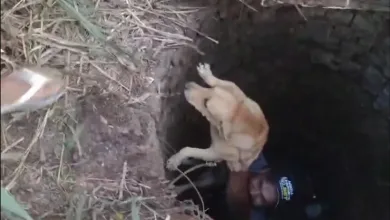 Cadela é salva por 'amigo' após cair em cisterna de 6 metros