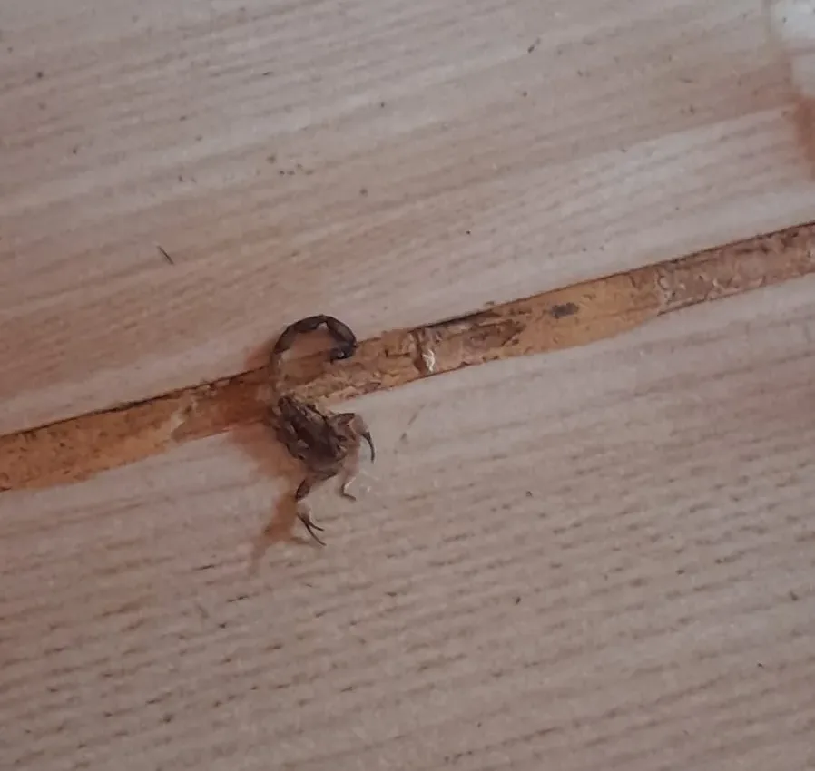 Escorpião foi encontrado na casa de uma moradora de Buracica — Foto: Arquivo pessoal