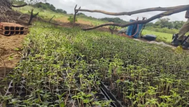 Plantação de 1.100 pés de maconha foi destruída nesta segunda-feira (26), na zona rural do município de Curaçá — Foto: Reprodução/PM-BA