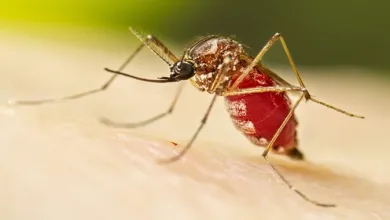 Aedes aegypti, mosquito transmissor da dengue e de outras doenças — Foto: Divulgação/Centros de Controle e Prevenção de Doenças dos Estados Unidos (CDC)