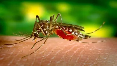O Aedes aegypti, mosquito transmissor da dengue, tem uma grande capacidade de adaptação. — Foto: Reprodução/ CDC