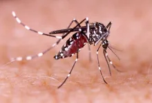 Sobe para 22 número de mortes por dengue na Bahia - Foto: Reprodução