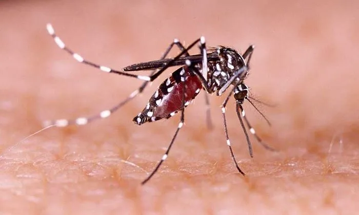 Sobe para 22 número de mortes por dengue na Bahia - Foto: Reprodução