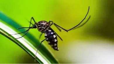 Em 2024, foram registrados também dois óbitos por Chikungunya - Foto: shammiknr | Pixabay