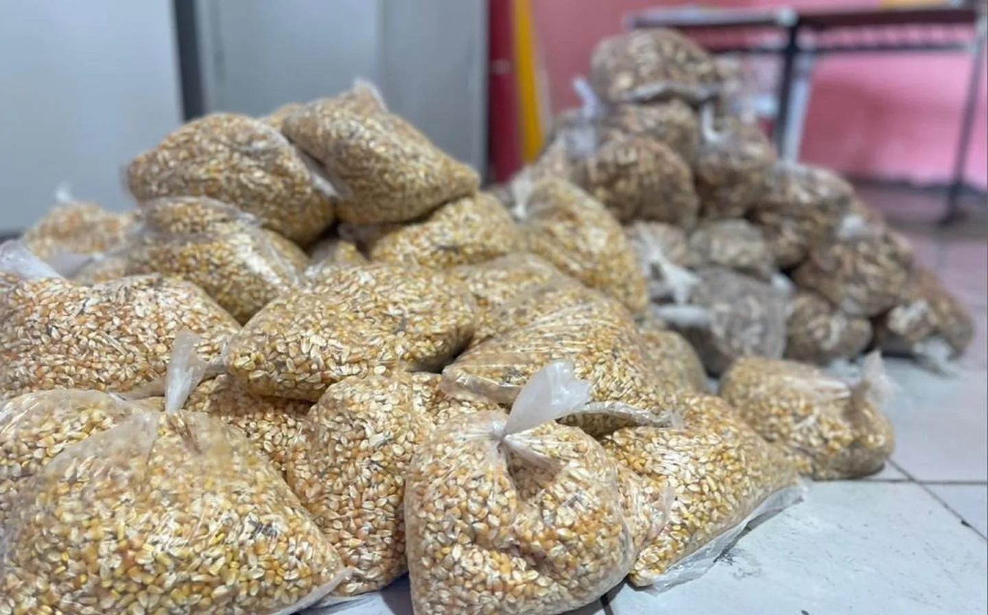 Prefeitura de Santo Amaro fortalece agricultura familiar com distribuição de sementes de milho e amendoim- Foto: Reprodução/Ascom Santo Amaro 