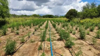 Plantação localizada em Abaré produziria 21 mil toneladas de maconha — Foto: Reprodução/ SSP-BA