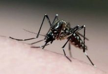 Brasil tem maior número de contaminados por dengue em mais de 20 anos- Foto: Reprodução/ Agência Brasil