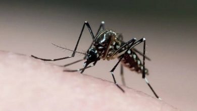 Brasil tem quase 4 milhões de casos prováveis de dengue-Foto: Agência Brasil