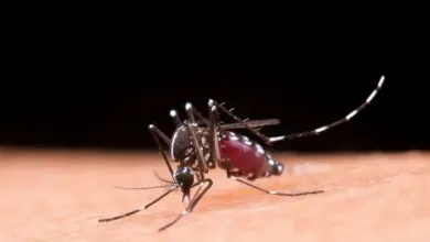A Bahia soma 175 cidades em estado de epidemia de dengue - Foto: Reprodução/Freepik