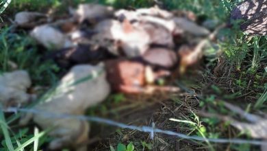 Cerca de 40 bodes são encontrados mortos às margens da BR-324, em Amélia Rodrigues - Foto: Reprodução