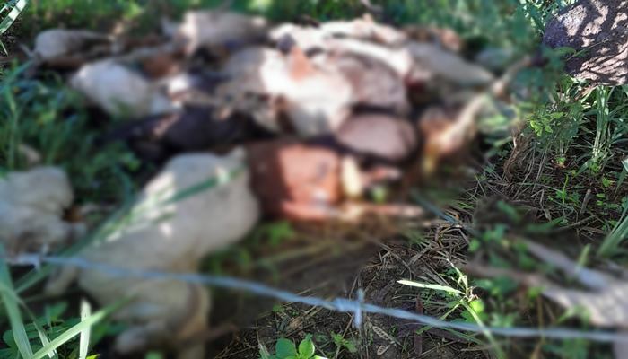 Cerca de 40 bodes são encontrados mortos às margens da BR-324, em Amélia Rodrigues - Foto: Reprodução