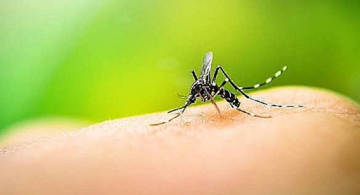 Sobe para 64 o número de mortes por dengue ocorridas em 2024 na Bahia- Foto: Ilustrativa/Pexels