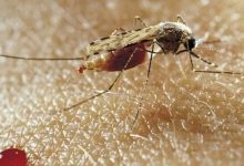 Bahia registra morte por malária após seis anos — Foto: Reprodução/Getty Images